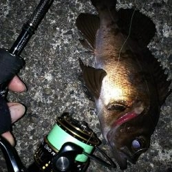 陸っぱり自己記録更新！