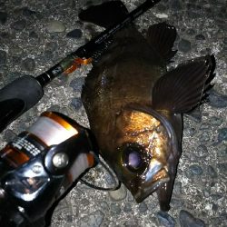 好調メバルにゲストのフッコ！