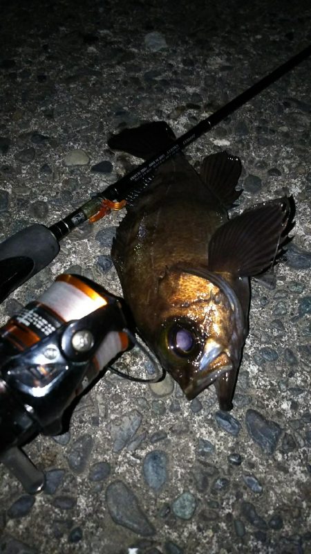 好調メバルにゲストのフッコ！