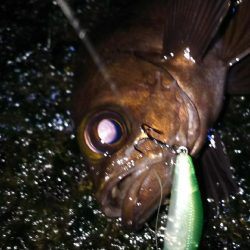 爆風メバルプラッギング！