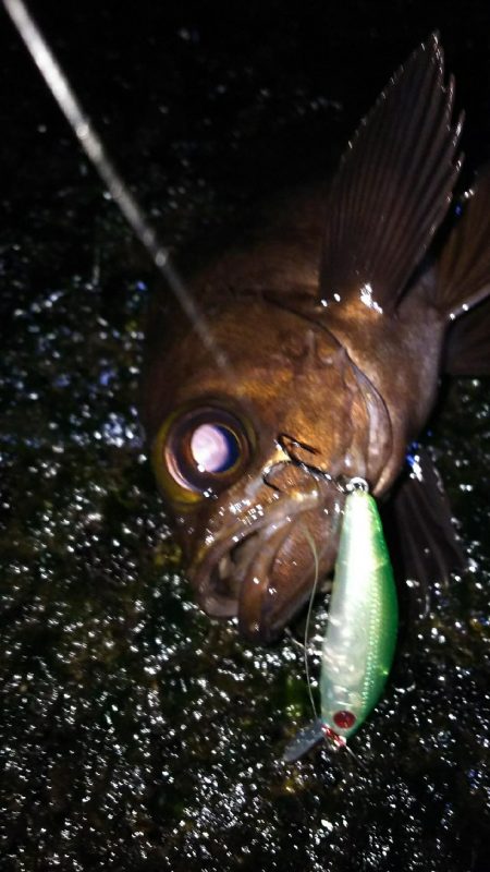 爆風メバルプラッギング！