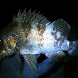 毎日メバル！でもアジもそろそろ釣りたい！