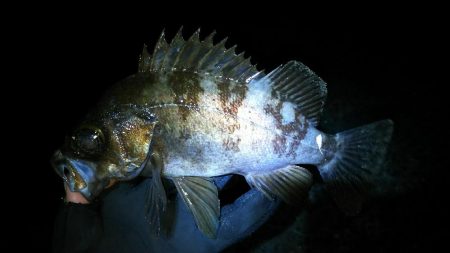 毎日メバル！でもアジもそろそろ釣りたい！