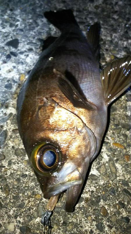 いつものメバリング