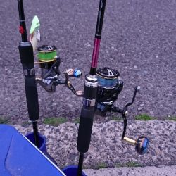 春のティップラン