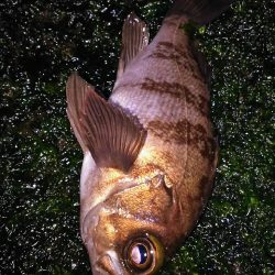 パターン変化か？