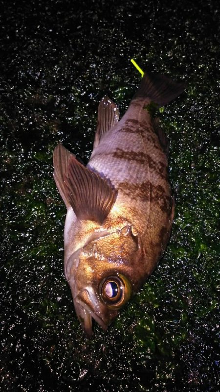 パターン変化か？