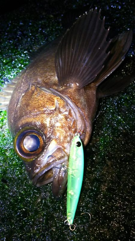 メバルプラッギング！