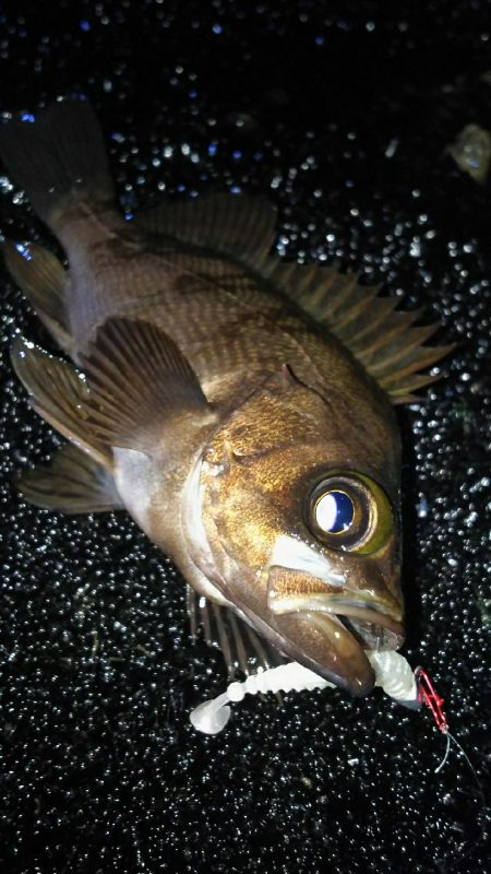 様子がおかしい