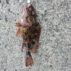 メバリングのつもり