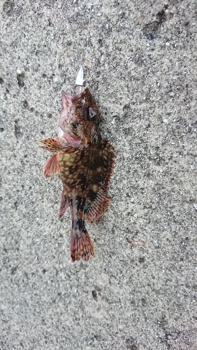 メバリングのつもり