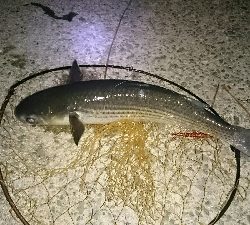 シーバス狙いのはずが