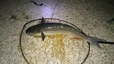 シーバス狙いのはずが