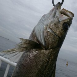 雨天前にシーバス