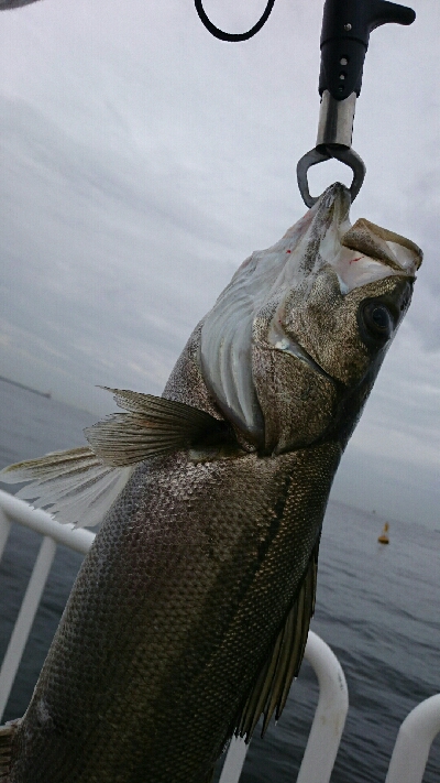 雨天前にシーバス