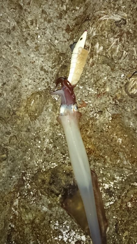 ヤリイカ３度目の正直