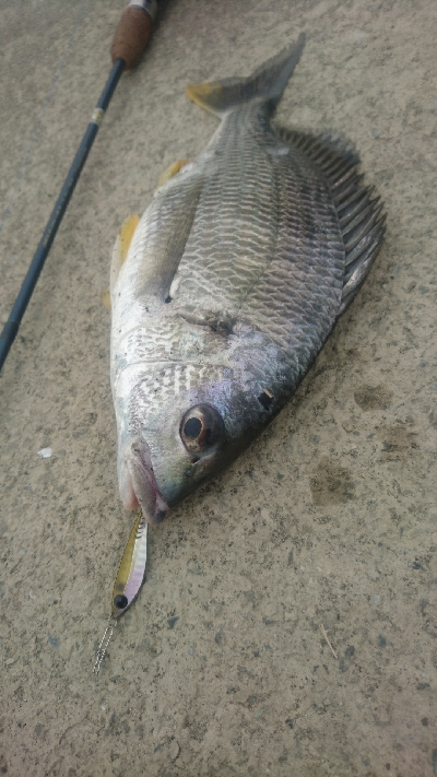 仁淀川河口チニング