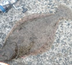 ショアジギング ヒラメ