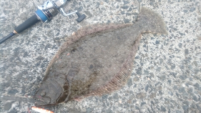 ショアジギング ヒラメ