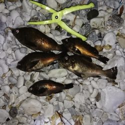 春が来たかな？