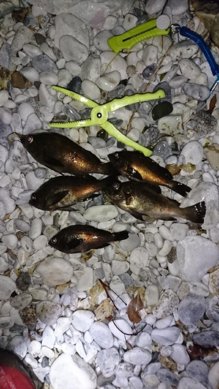 春が来たかな？