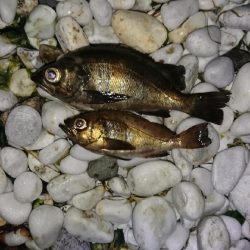 デカめばるさがし