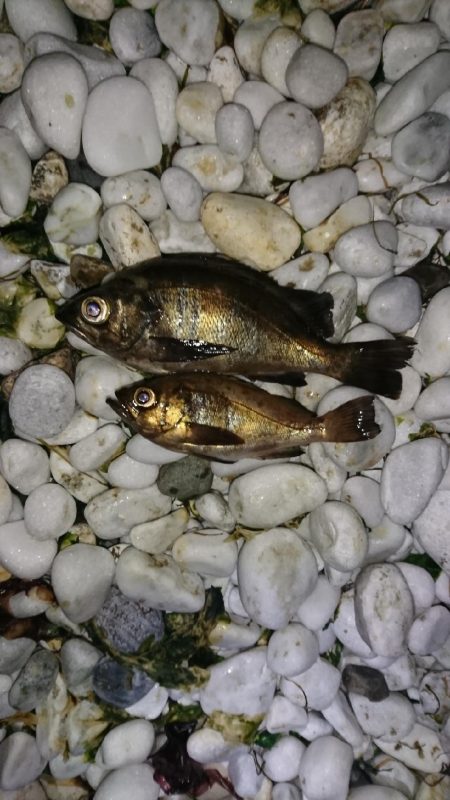 デカめばるさがし