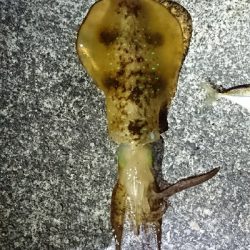 雨がやんだ後の夕まず目狙いで！