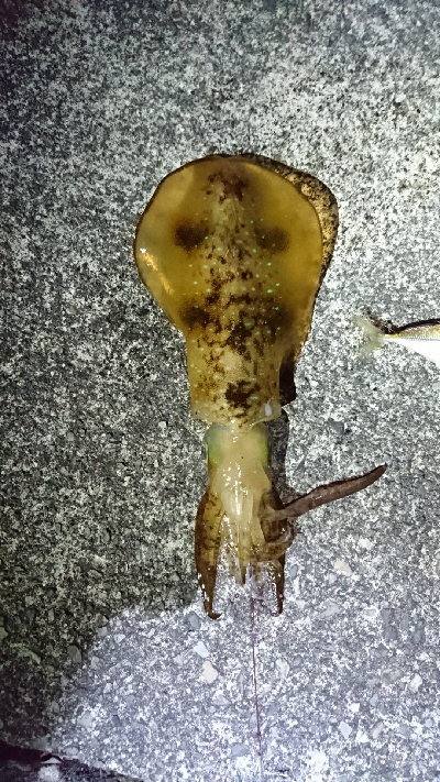 雨がやんだ後の夕まず目狙いで！