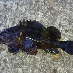 アジングロッドで