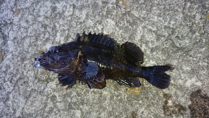 アジングロッドで