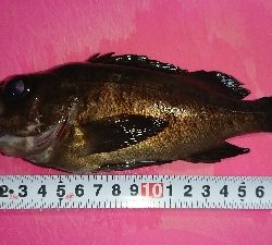 雨の中、釣行。