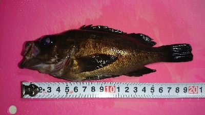 雨の中、釣行。