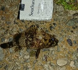 風がきつく大苦戦