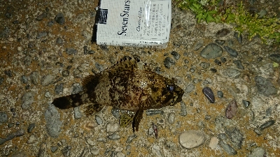 風がきつく大苦戦