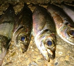 有田ランガン 4