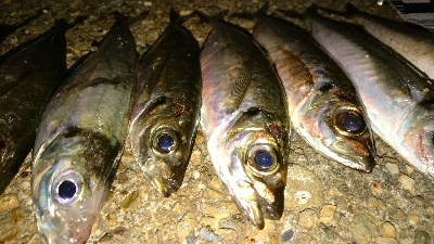 有田ランガン 4