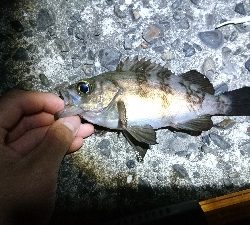 メバル・ガシラ