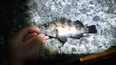 メバル・ガシラ