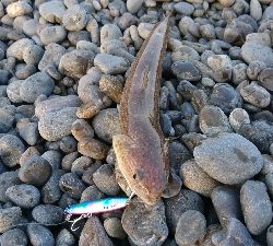 エソフィーバー