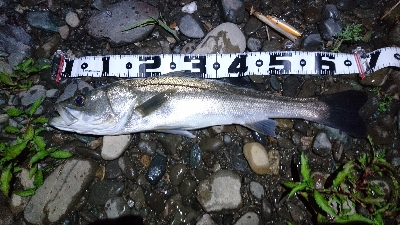 シーバス・ナマズ