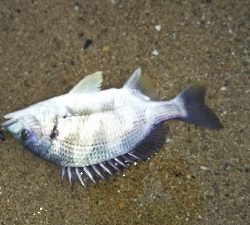 仕事終わりの短期決戦