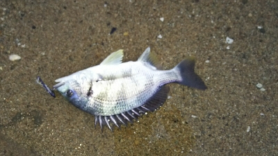 仕事終わりの短期決戦