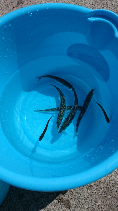 小サバ、回ってきてます！