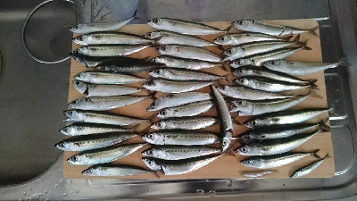 小サバ大漁！！