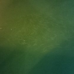 エギングのはずがサビキング