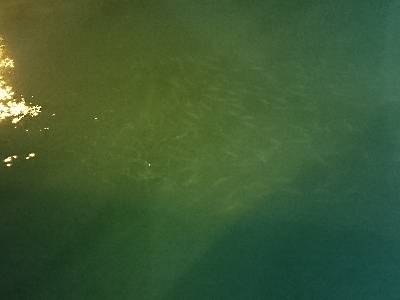 エギングのはずがサビキング