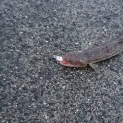 釣り部 釣行記 １３