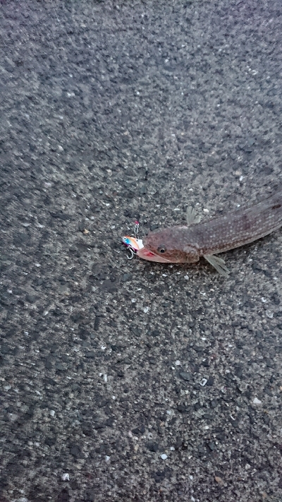 釣り部 釣行記 １３