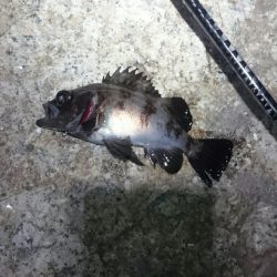 チビッ子サイズ